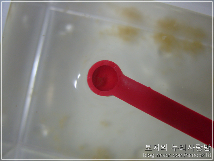  씨몽키 기르기 28일차 - 씨몽키 4마리 생존