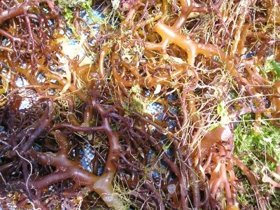  [강서구위장병,강서구소화불량한의원]"제산제,진통제 과다복용으로 유발된 소화불량"/위장병치료/경희효자한의원