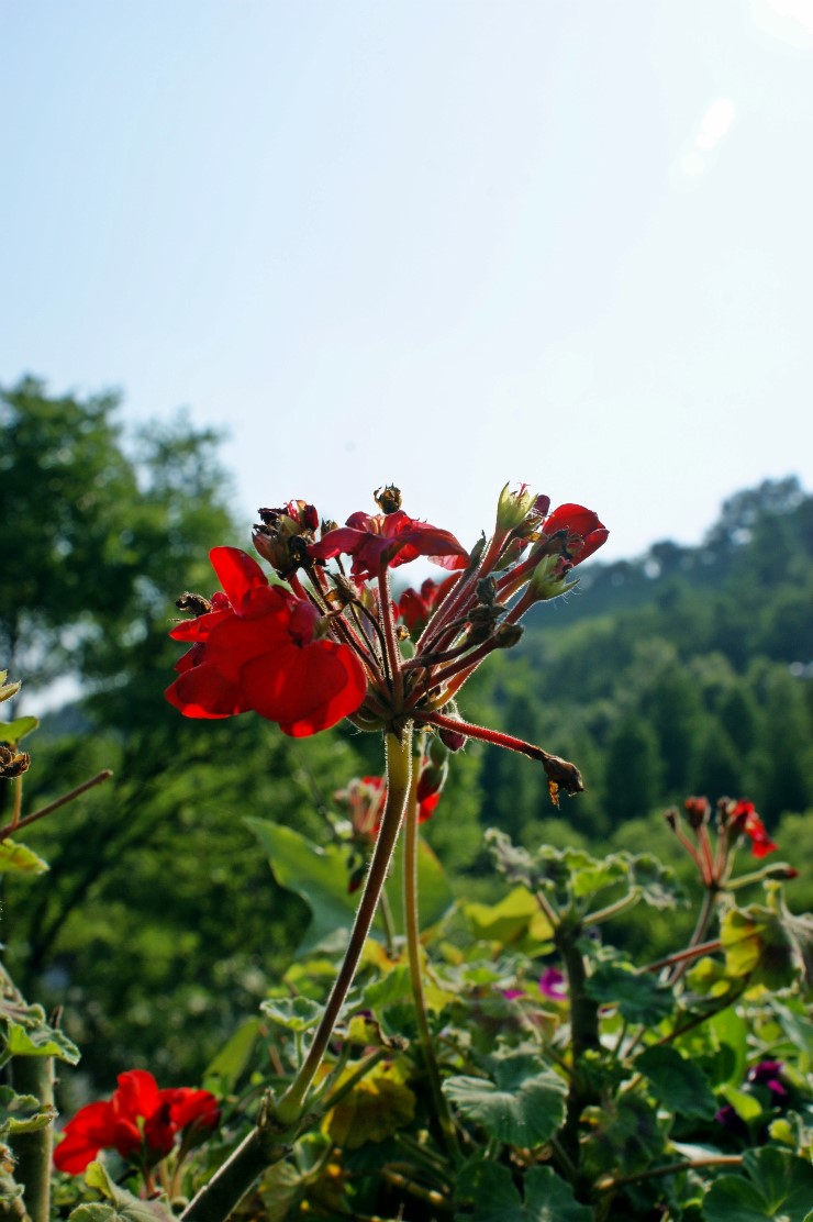  20110704 하늘공원