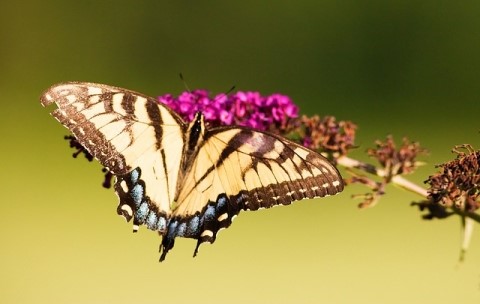 나비이야기] 나비상징적인 의미 & 나비문양이야기 & 호랑나비 : 네이버 블로그