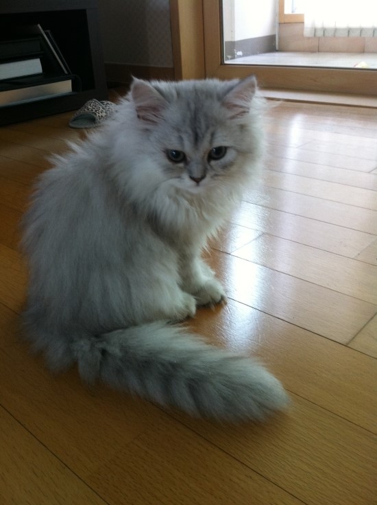  고양이 잠자기