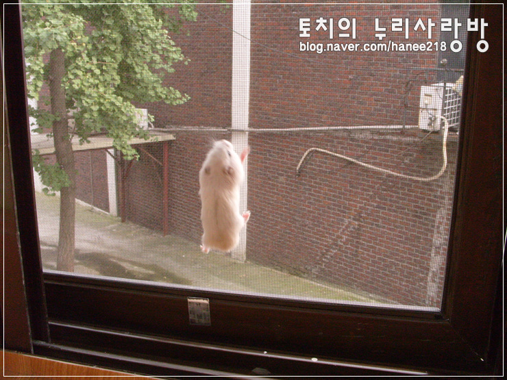  [햄스터] 왕자의 방충망 등산