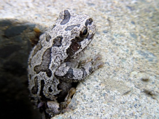 Hyla Japonica アマガエル 네이버 블로그 Hyla Japonica アマガエル 네이버 블로그