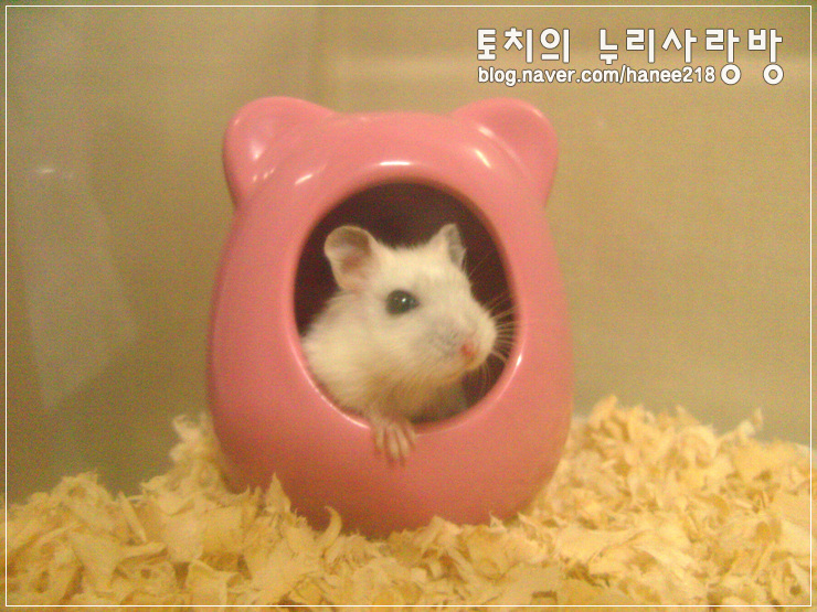  [펄햄스터 왕자]리빙박스로 이사했어요