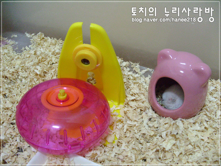  [햄스터] 쳇바퀴는 부숴야 제맛!