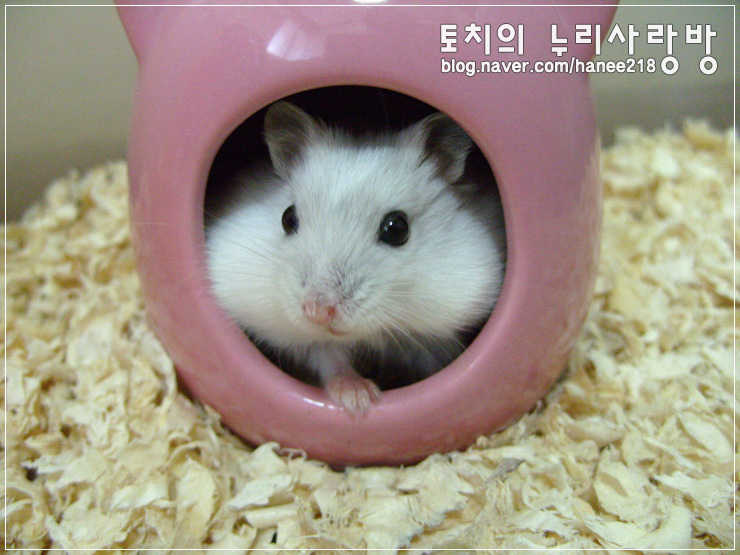  [펄햄스터 왕자]잠자는 숲 속의 왕자