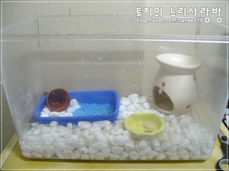  [도둑게]새로운 가족 간장이와 게장이!