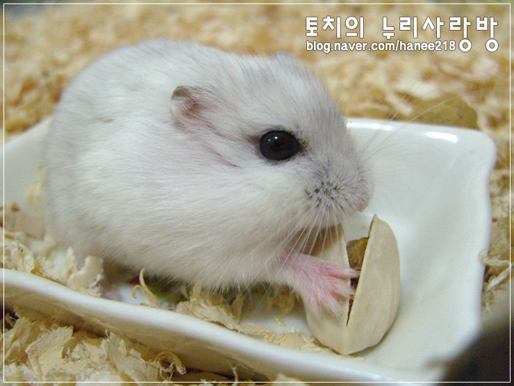  [펄햄스터 왕자]피스타치오를 샀어요!