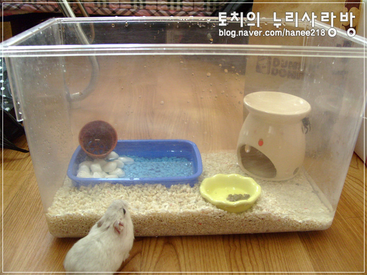  [도둑게]바닥재를 산호사로 바꿨어요!