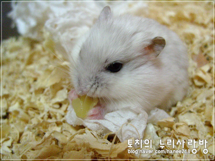  [햄스터 왕자]날이 추워졌으니 휴지 이불 덮고 자요!