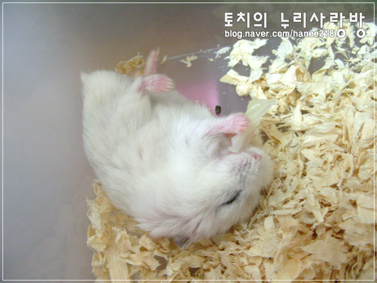  [펄햄스터 왕자]잠자는 숲 속의 왕자의 누워서 밥 먹기