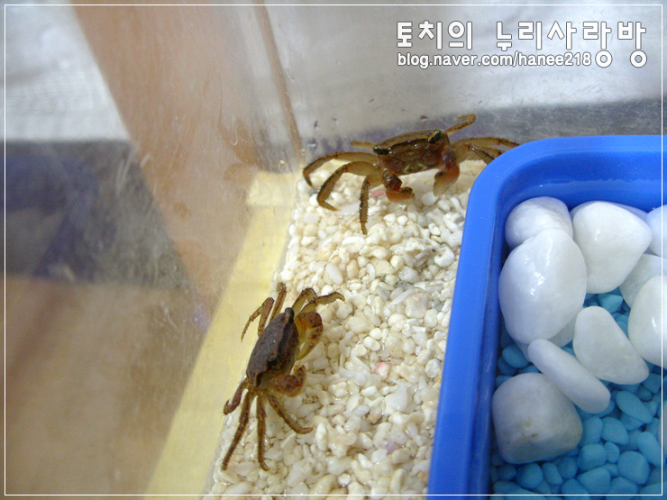  [도둑게]얼굴 보기 어려운 간장이와 게장이~