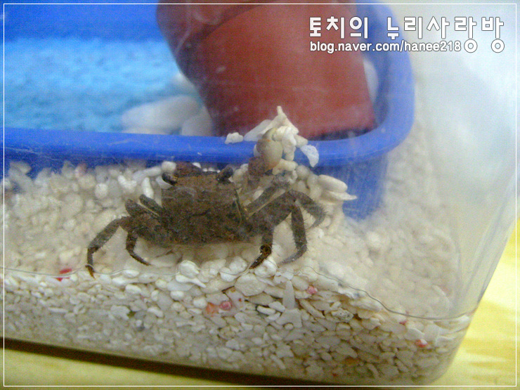  [도둑게]간장이와 게장이의 별난 취미