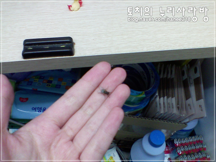  알바하다가 왠지 저와 친해졌던 파리 녀석