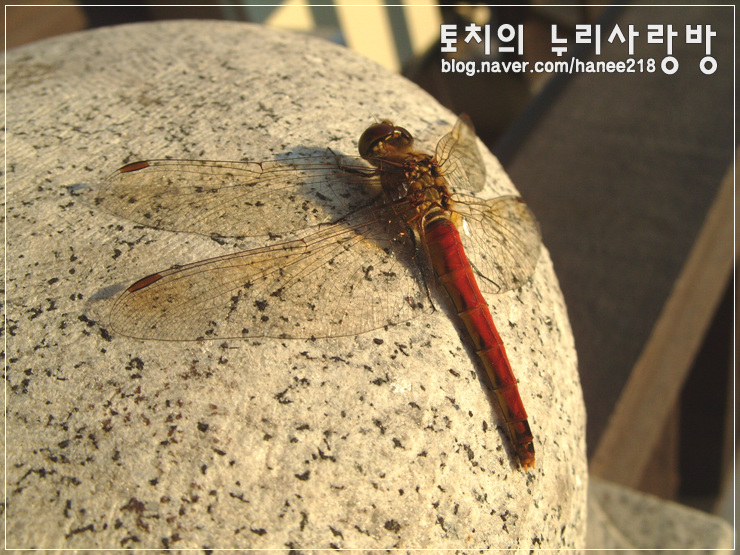 귀여운 잠자리