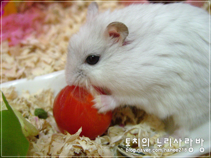  [펄햄스터 왕자]진리의 방울토마토
