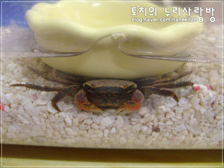  [도둑게]먹이그릇 아래가 좋아요!