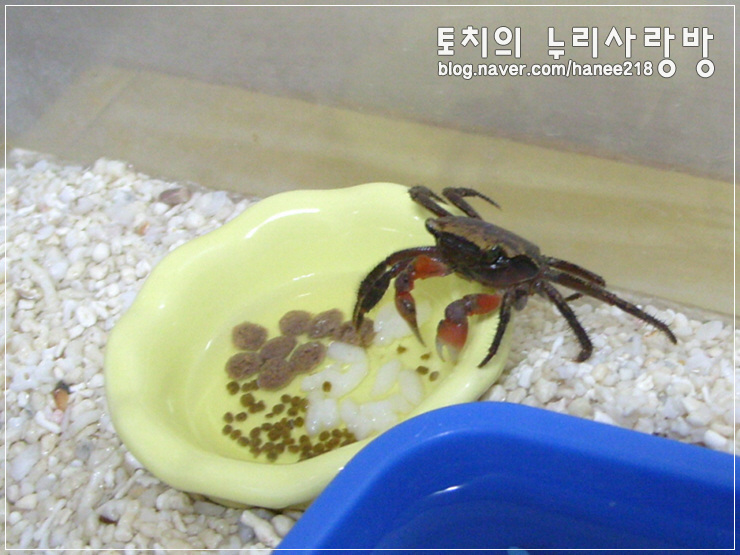  [도둑게]간장이랑 게장이 몰카 찍기