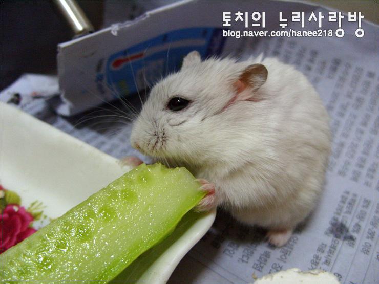  [햄스터] 오른쪽 눈 상태 악화