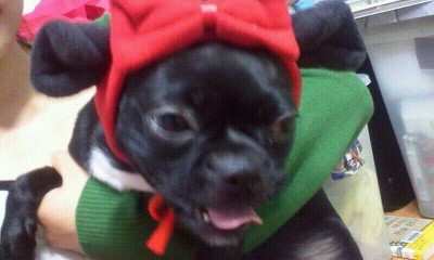  빨간모자 별이