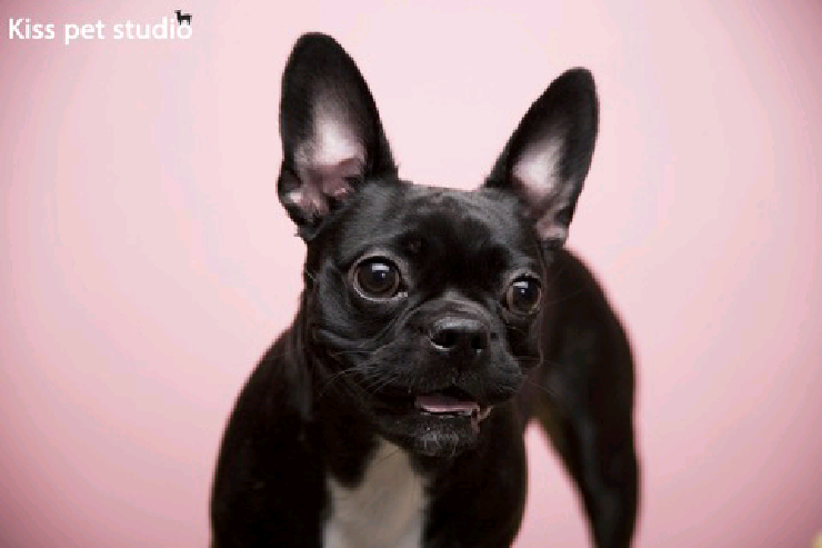  키스펫 스튜디오