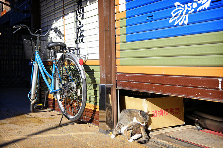 ねこ ねこ