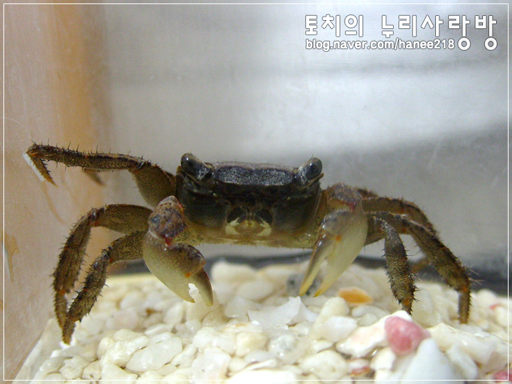  [도둑게]둘이서 사이가 좋은 걸까 나쁜 걸까?