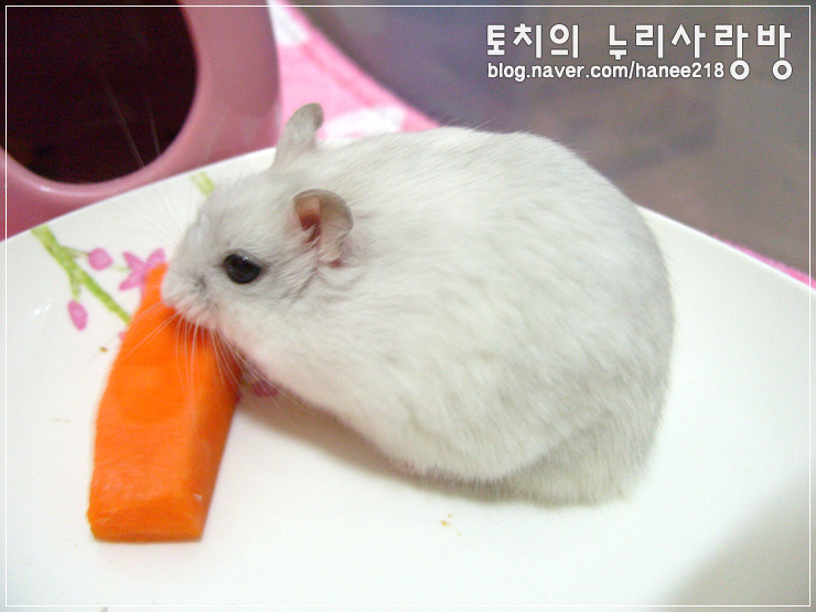  [펄햄스터 왕자]방울토마토도 당근도 냠!