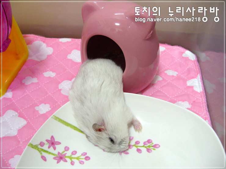  [펄햄스터 왕자]넓적한 그릇 안에서 뒹굴뒹굴~
