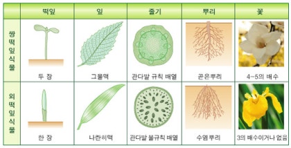 외떡잎식물 뿌리와 쌍떡잎식물 뿌리의 차이점