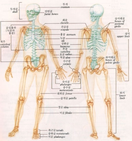 [의학PT] [근육골격장애] 추상적.