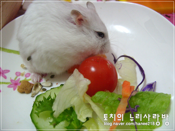  [펄햄스터 왕자]왕자는 야채 부자에요! ㅋㅋ