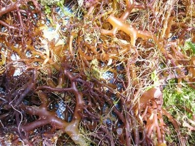  [강서구설사,강서구설사치료한의원]"항상 대변이 묽고 설사를 합니다"/만성설사치료/경희효자한의원