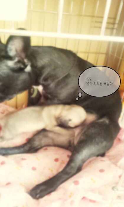  별!! 가슴을 부탁해