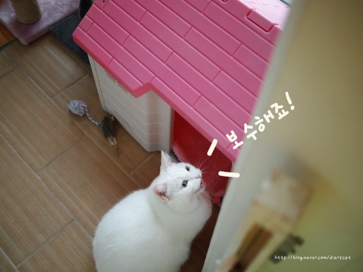  고양이 월동하우스 만들기