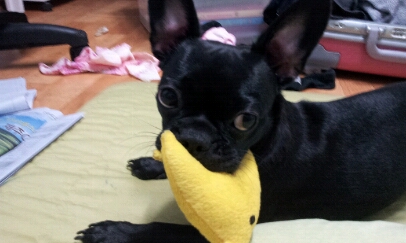  인형갖고 노는 별