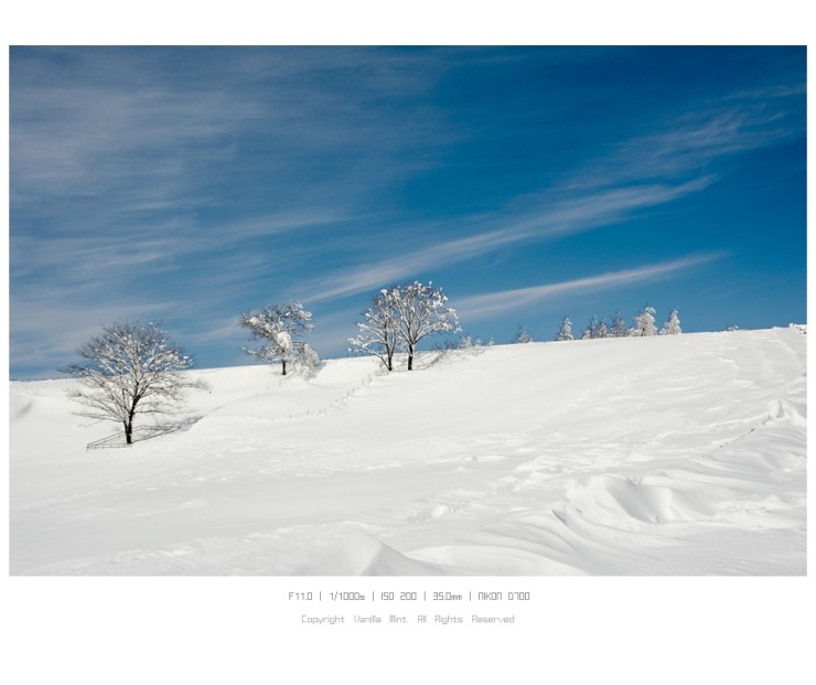 #1. 12월, 눈덮인 雪原의 양떼목장 ^-^