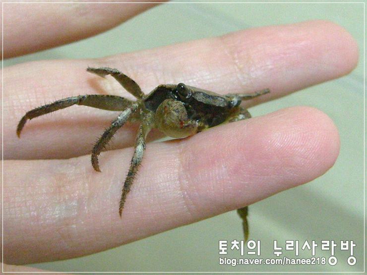  [도둑게]간장이랑 게장이랑 만난지 110일ㅋㅋ