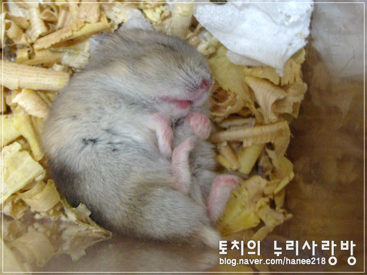  [햄스터]왕자도 쿨, 꼬맹이도 쿨!