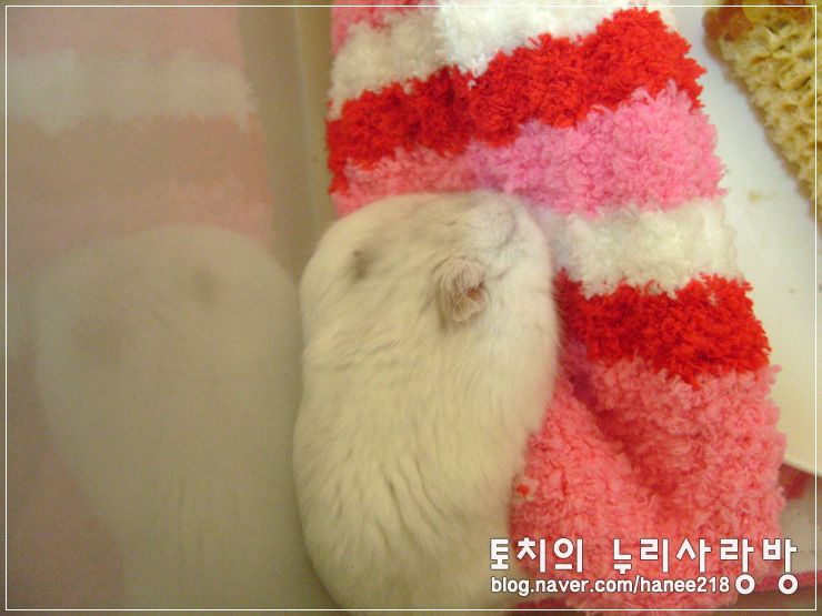  [햄스터]다이소에서 산 새싹채소와 수면양말
