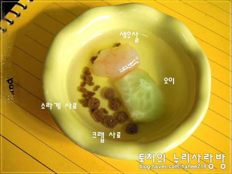  [도둑게]새우 먹고 힘내자!