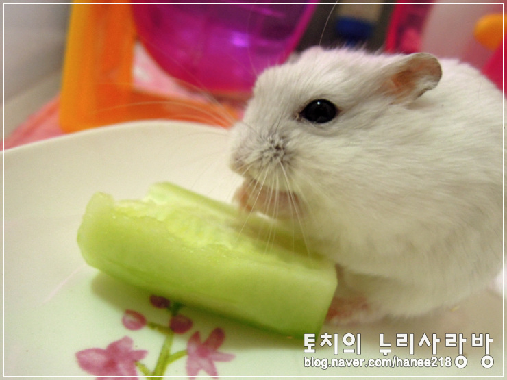  [햄스터]햄스터는 오이를 타고