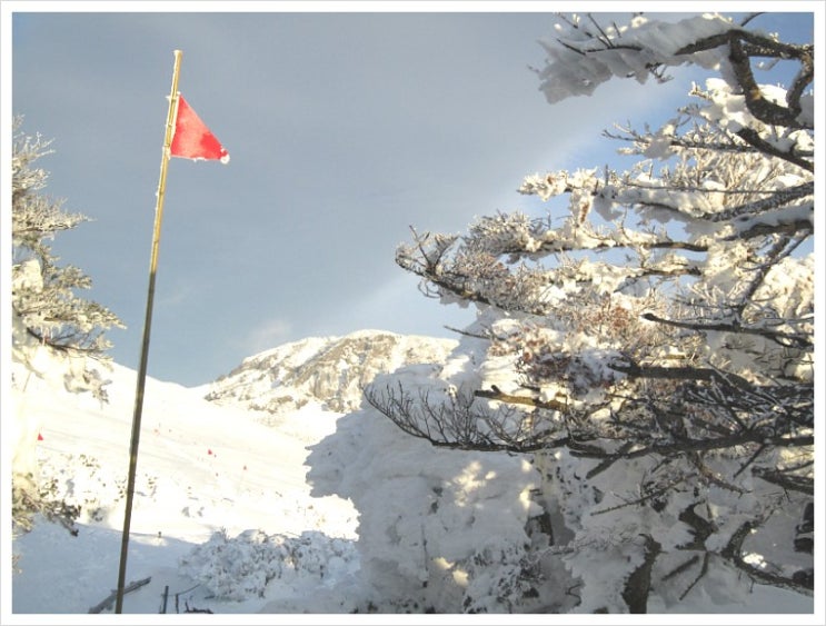 한라산 눈꽃 산행 (12) 구상나무에 핀 석양의 눈꽃 한라산 눈꽃 산행 (12) 구상나무에 핀 석양의 눈꽃