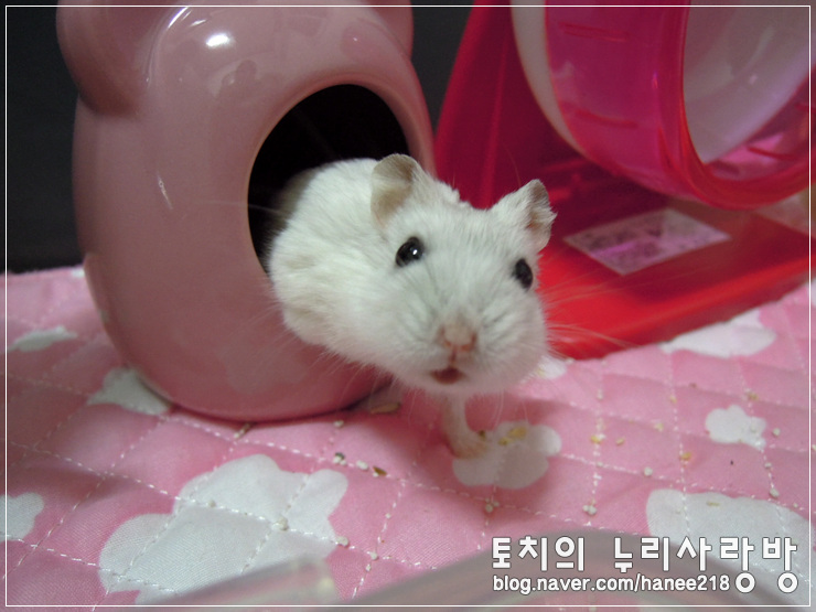  [햄스터]은신처 안에서 뒹굴뒹굴 왕자