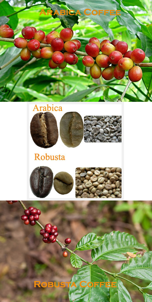 아라비카(Arabica) 커피와 로부스타(Robusta) 커피의 차이점