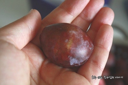 울무스 루브라 과일