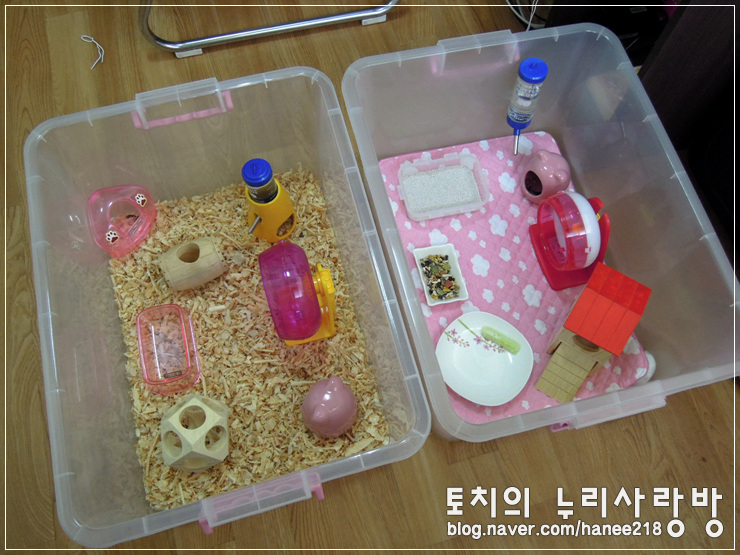  [햄스터]꼬맹이가 이사할 리빙박스 셋팅했어요! ㅋㅋ