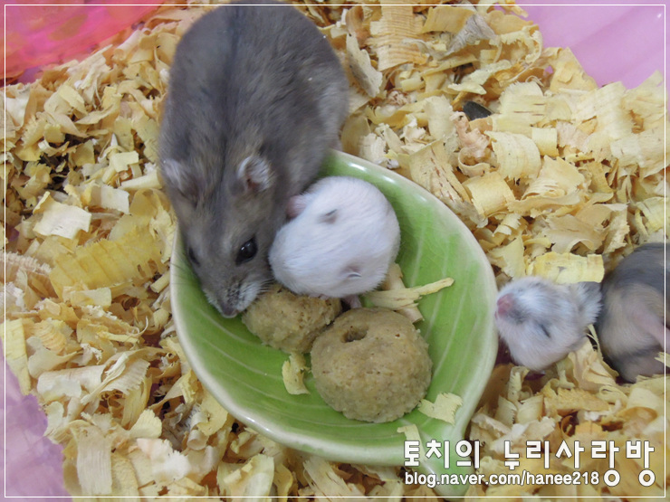  [햄스터]햄스터 새끼들이 이유식을 시작했어요