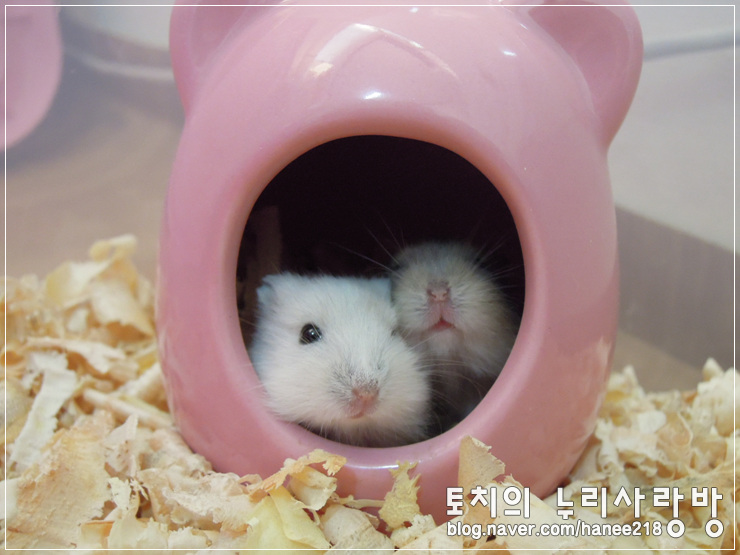  [햄스터]햄스터 새끼들 이제 다 컸어요! ㅋㅋ