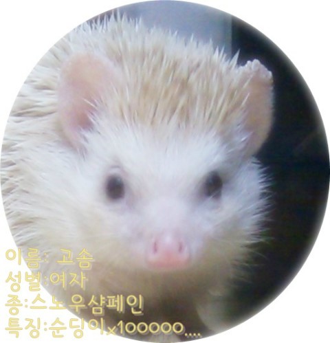  고슴도치 프롤로그